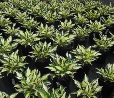 Hosta Fire and Ice