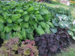 Hosta Guacamole