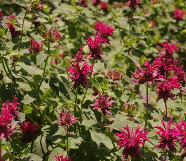 Monarda didyma Raspberry Wine (@ Northcreek)