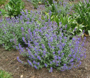 Nepeta x faassenii Walker's Low