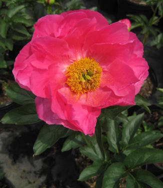 Paeonia Paula Fay