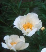 Paeonia Krinkled White - Herbaceous Peony
