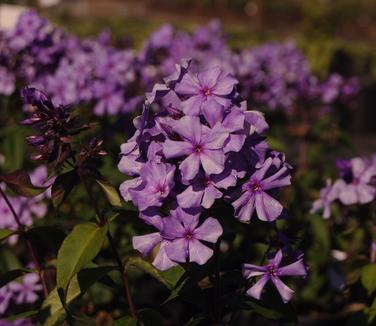 Phlox paniculata Blue Paradise