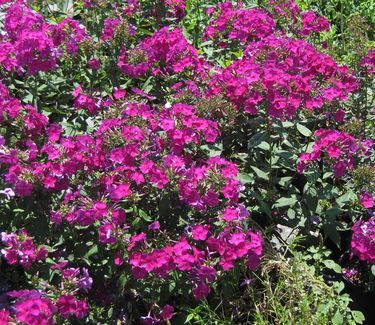 Phlox paniculata Nicky - Garden Phlox