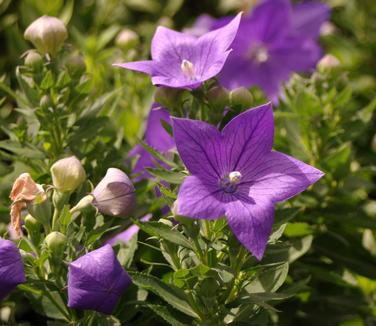 Platycodon grandiflorus Sentimental Blue