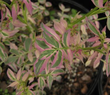 Polemonium reptans 'Stairway to Heaven'
