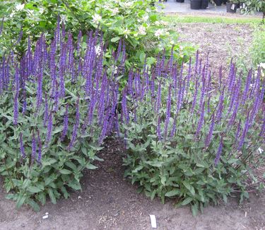 Salvia nemorosa 'Caradonna'