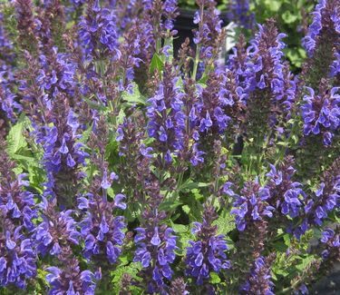 Salvia nemorosa Marcus� ('Haeumanarc') - Hybrid Sage