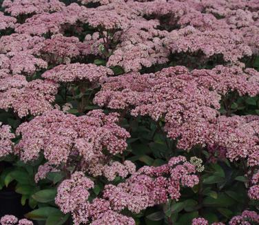 Sedum x Matrona - Showy Stonecrop