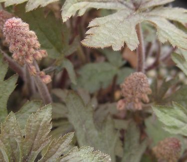 Tiarella x 'Pink Skyrocket'