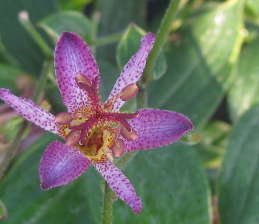 Tricyrtis formosana Samurai - Toadlily