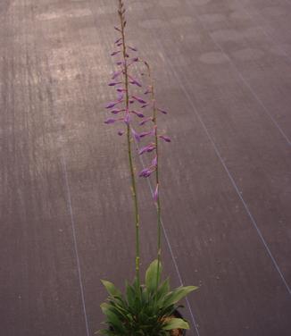 Hosta clausa