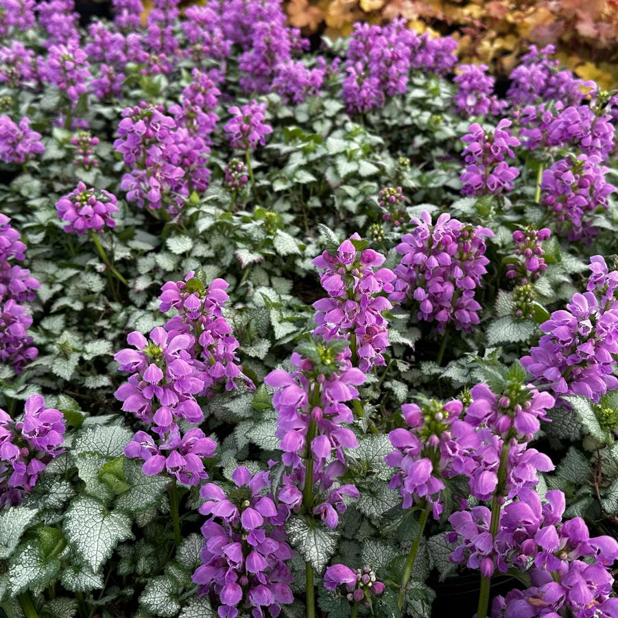 Lamium maculatum 'Red Nancy' - Spotted Nettle from Pleasant Run Nursery