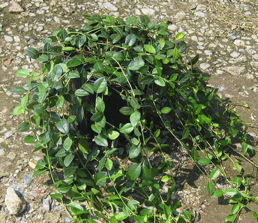 Vinca minor Bowles