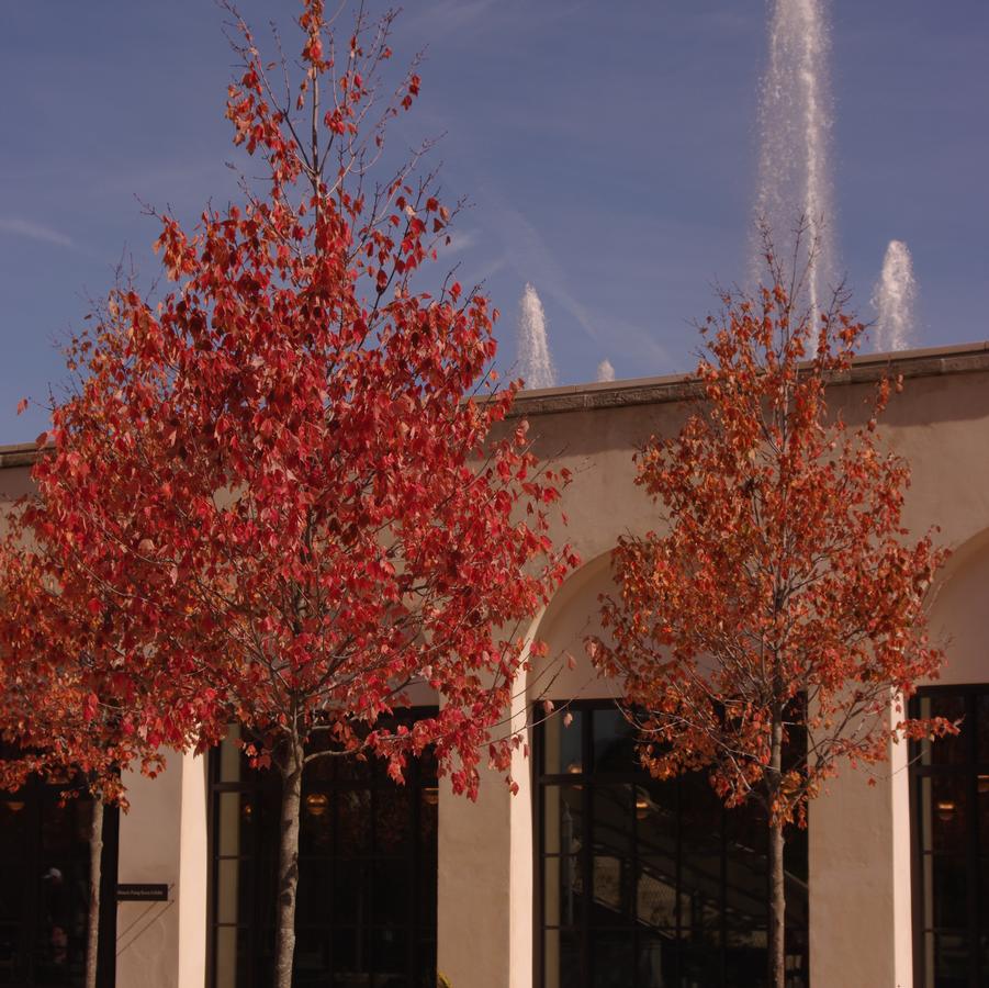 Acer rubrum 'Red Sunset' - Red Maple from Pleasant Run Nursery