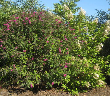 Buddleia davidii Miss Ruby