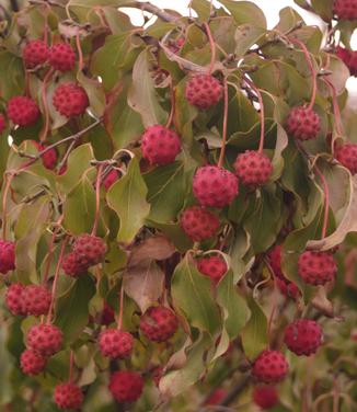 Cornus kousa 'Greensleeves'-Kousa Dogwood