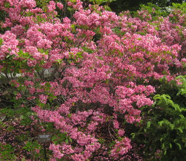 Kalmia latifolia Elf (Tower Hill)