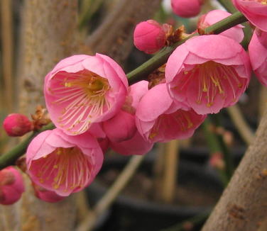 Prunus mume Peggy Clarke - Japanese Apricot 