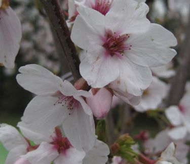Prunus x yedoensis - Yoshino Cherry