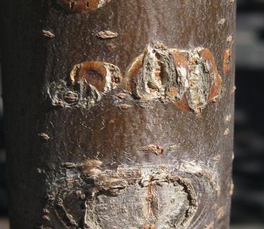 Ulmus americana 'Princeton' - American Elm