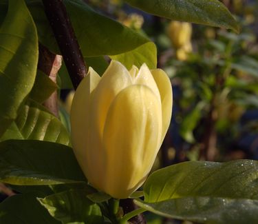 Magnolia x 'Yellow Bird'