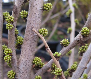 Cercis chinensis Alba - White Chinese Redbud
