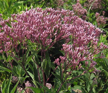 Eupatorium dubium Baby Joe - Joe Pye Weed
