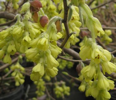 Corylopsis spicata - Spike Winterhazel