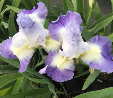 Iris germanica Clarence