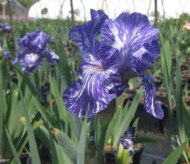 Iris germanica Batik