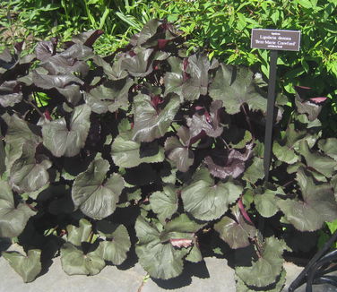 Ligularia dentata Britt-Marie Crawford (NYBG)