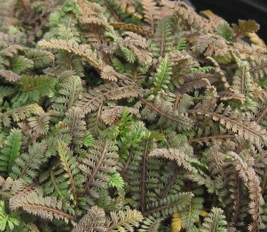 Leptinella squalida Brass Buttons