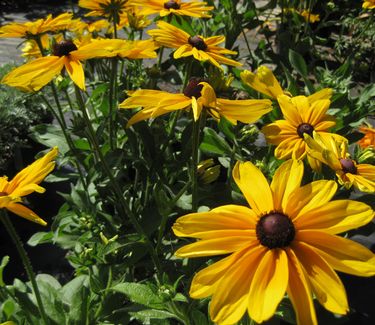 Rudbeckia hirta Indian Summer