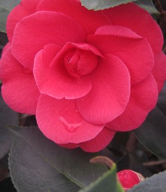 Camellia x Arctic Rose