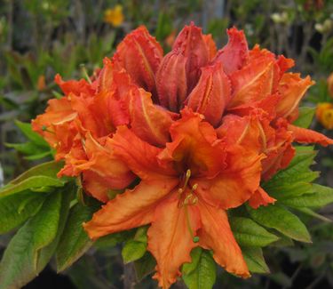 Rhododendron Gibraltar - Azalea