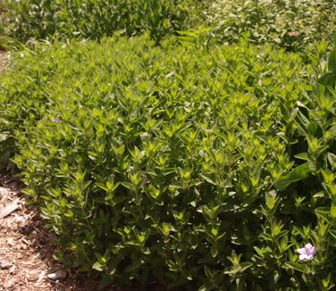 Ruellia humilis (@ Northcreek)