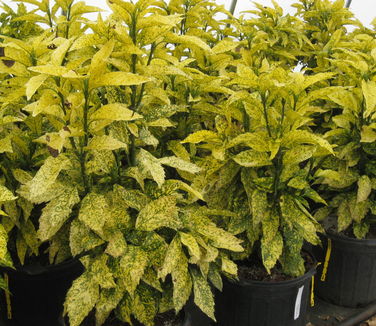 Aucuba japonica Golden King