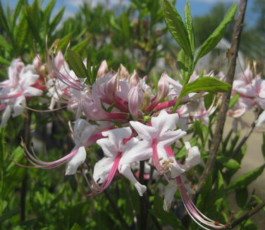Rhododendron arborescens
