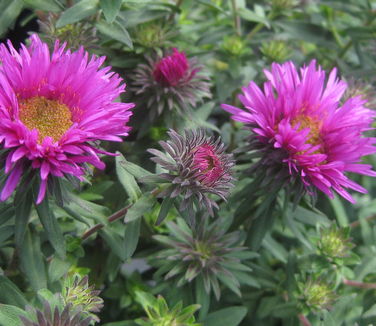 Aster novae-angliae Vibrant Dome - New England Aster