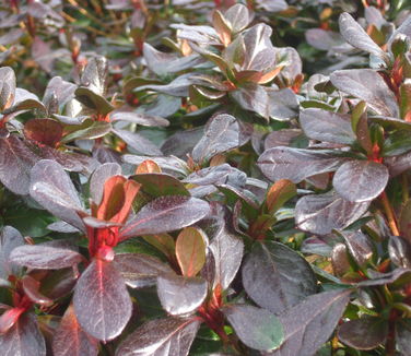 Rhododendron Girard Crimson