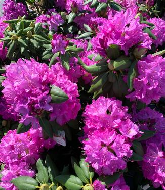 Rhododendron catawbiense 'English Roseum' - Catawba Rhododendron from Pleasant Run Nursery