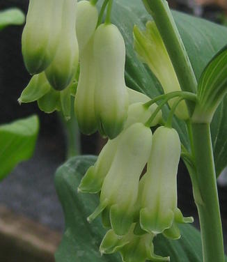 Polygonatum biflorum var. commutatum