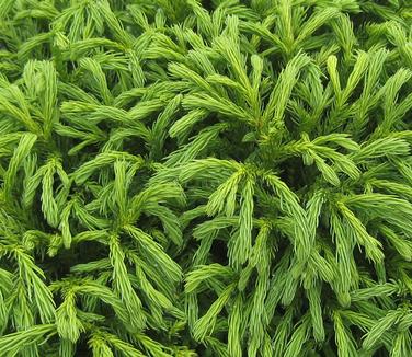 Cryptomeria japonica 'Globosa Nana' - Japanese Cedar