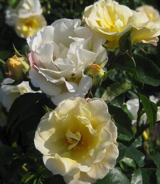 Rosa Popcorn Drift