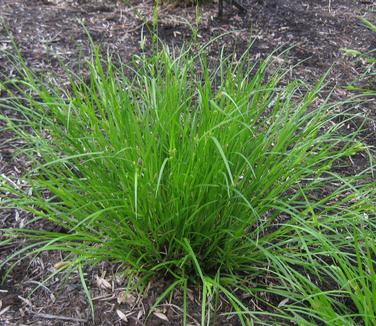 Carex amphiloba - Eastern Narrowleaf Sedge