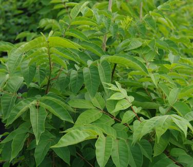 Tetradium (Evodia) daniellii (Rutgers Gardens)