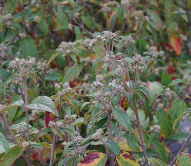 Viburnum x Nantucket