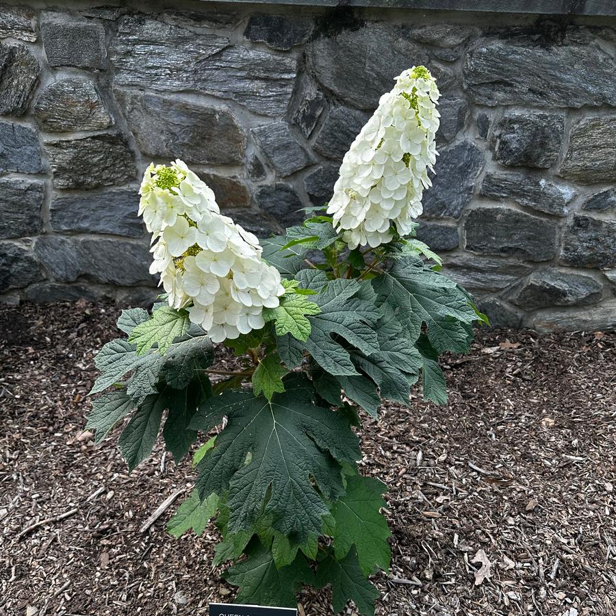 Hydrangea quercifolia 'Queen of Hearts' - Oakleaf Hydrangea from Pleasant Run Nursery