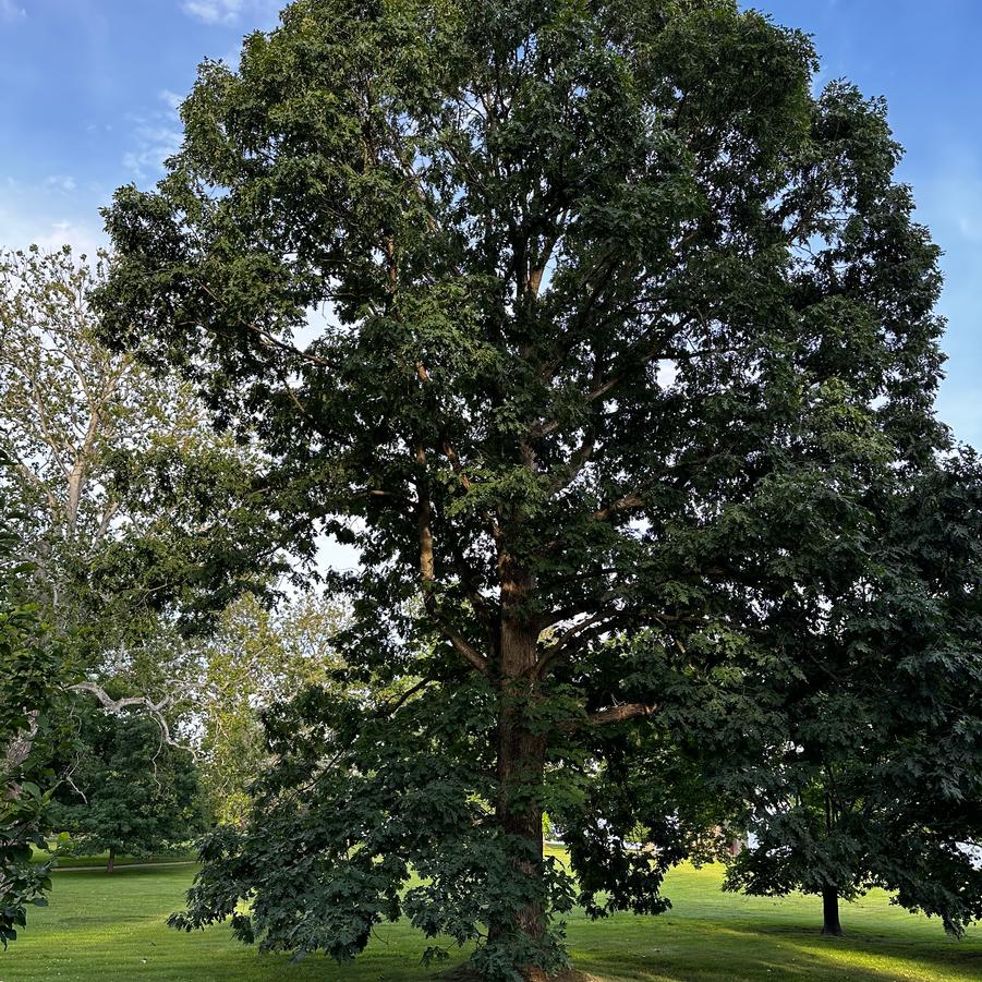 Quercus alba - White Oak from Pleasant Run Nursery